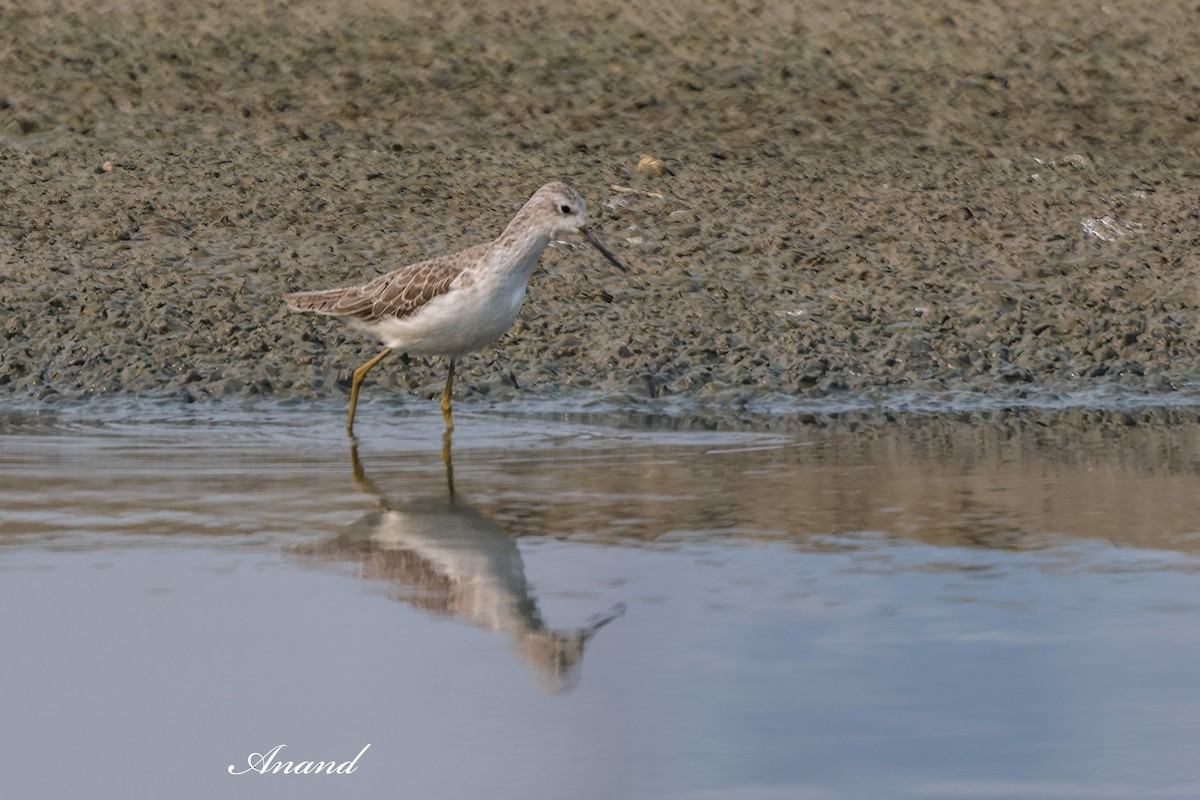 小青足鷸 - ML646819607