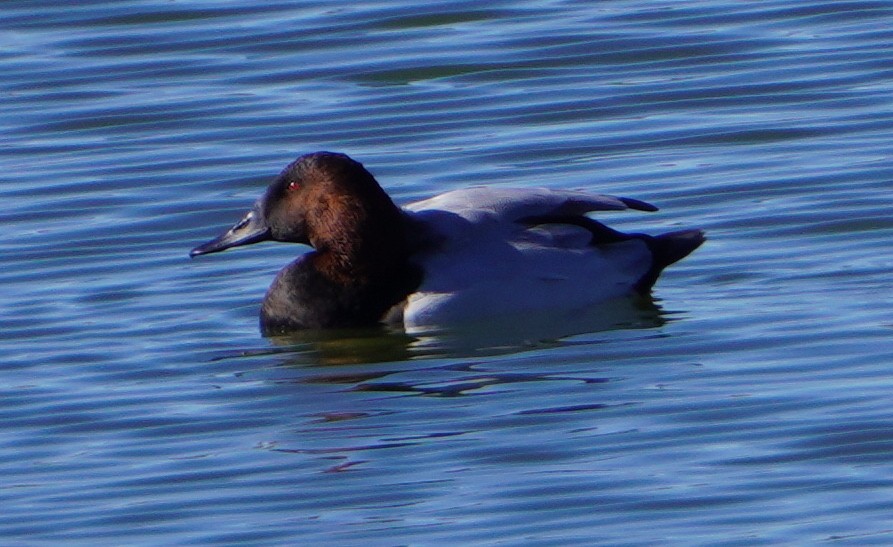 Riesentafelente - ML646819617