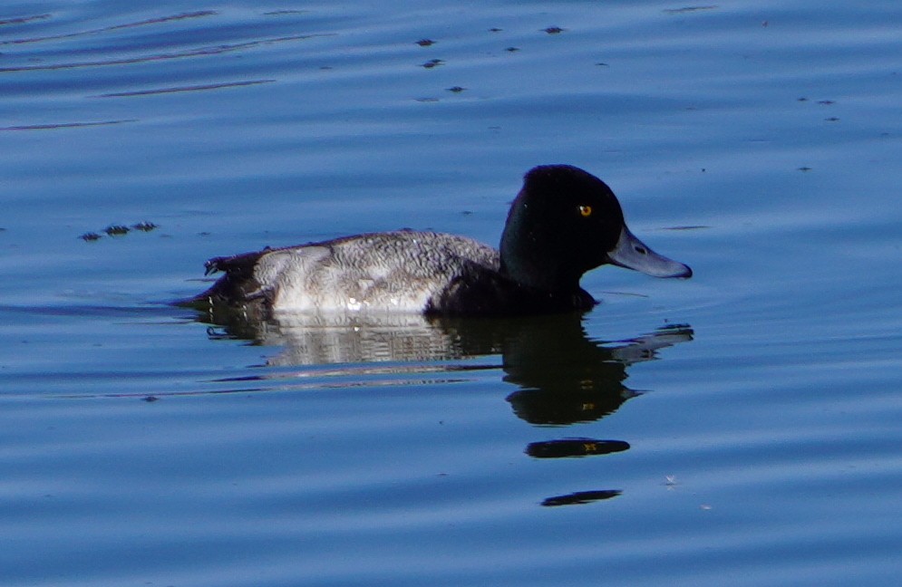 Kanadabergente - ML646819619