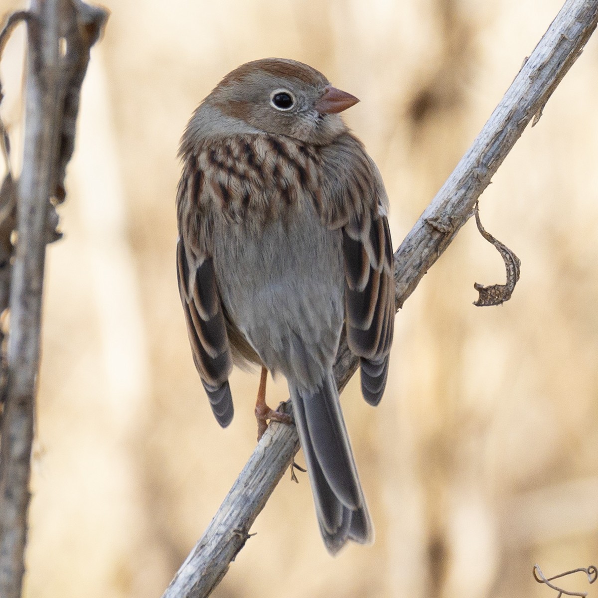 Bruant des champs - ML646819620