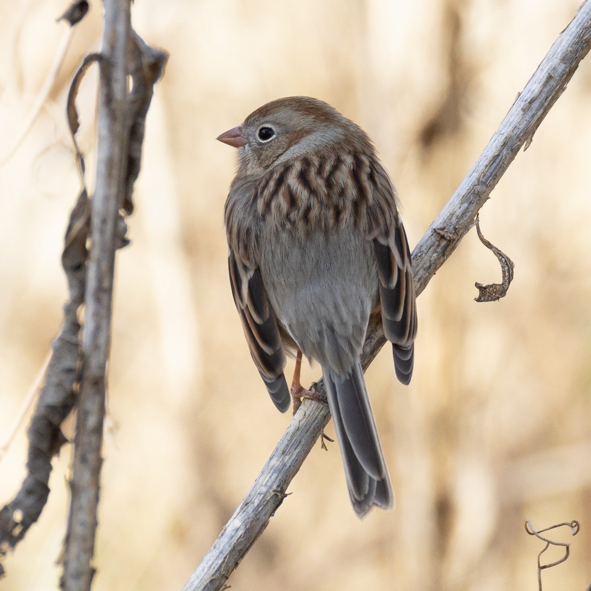 Bruant des champs - ML646819621