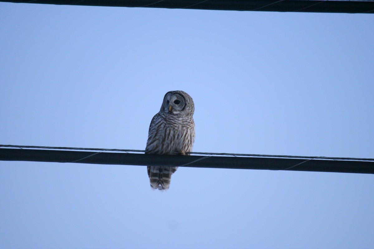 Полосатая неясыть - ML646819622