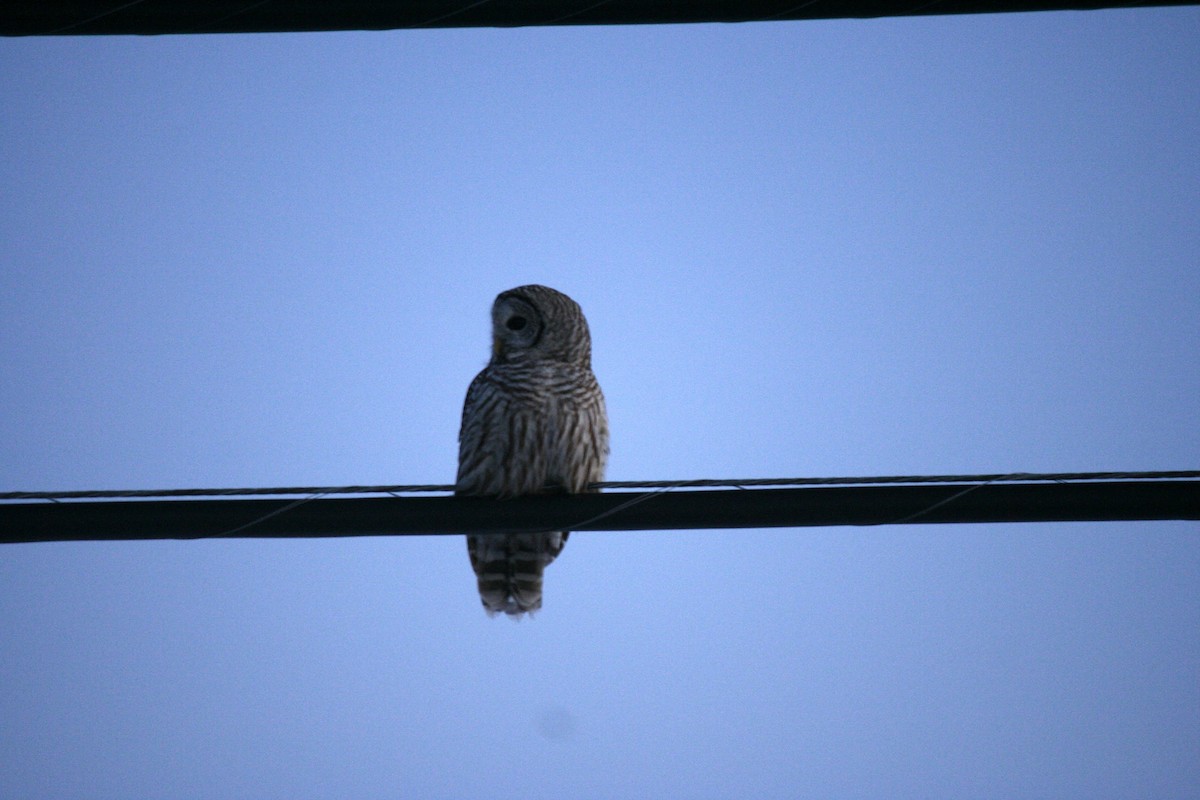 Полосатая неясыть - ML646819623