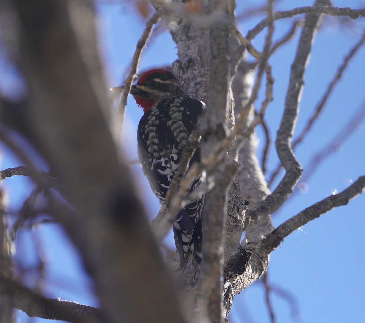 Красногорлый дятел-сокоед - ML646819624