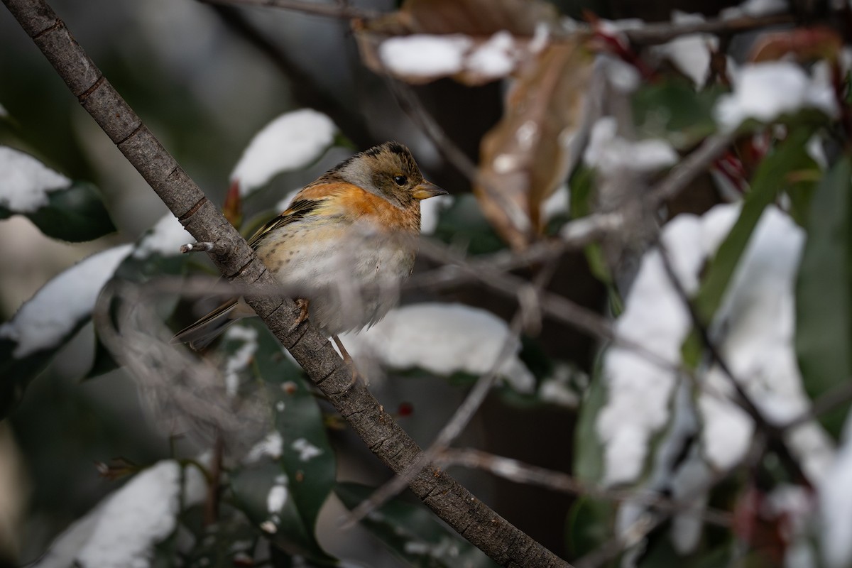 Вьюрок - ML646819626