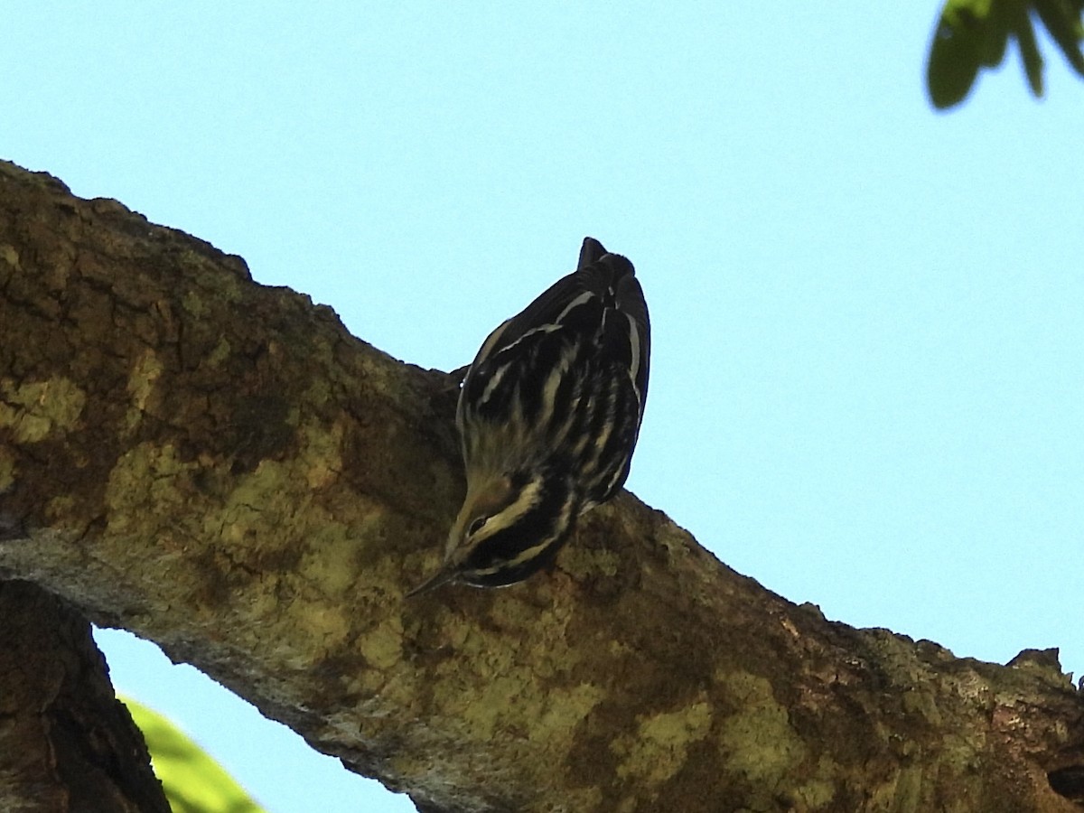 Пищуховая древесница - ML646819627