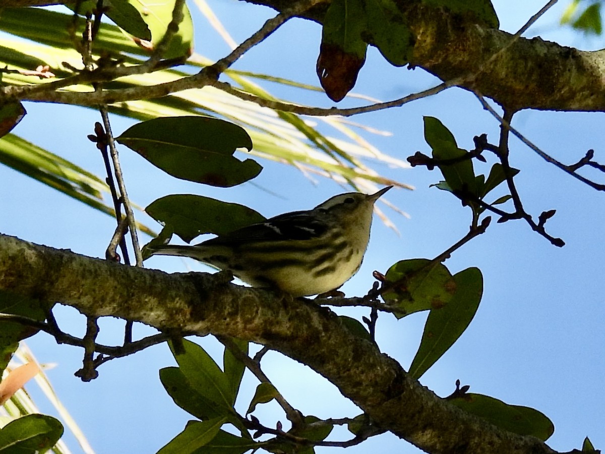 Пищуховая древесница - ML646819628