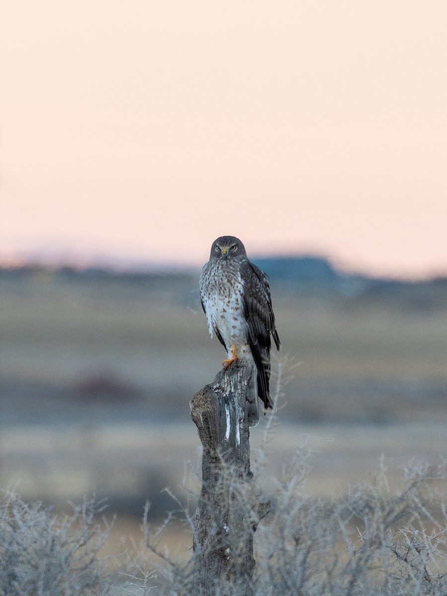 Американский лунь - ML646819629