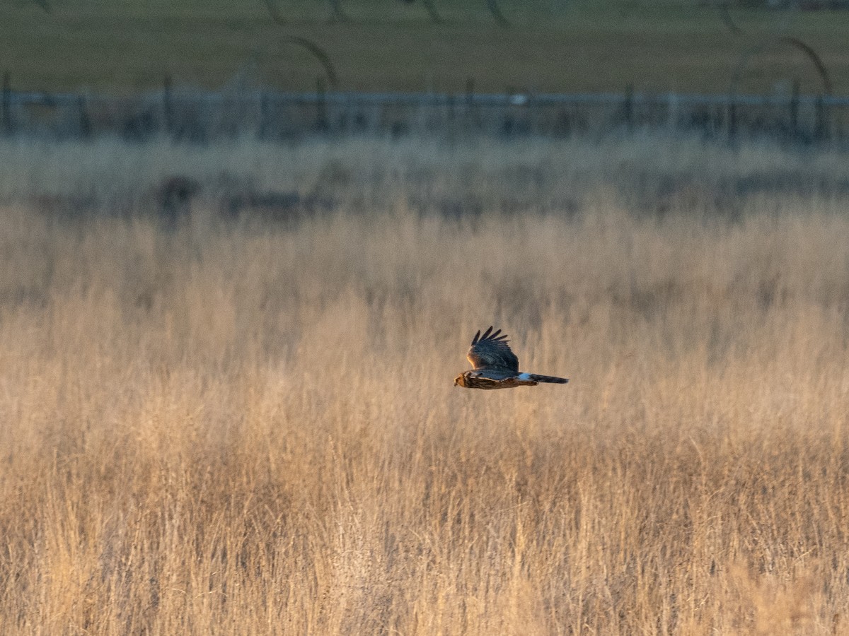 Американский лунь - ML646819630