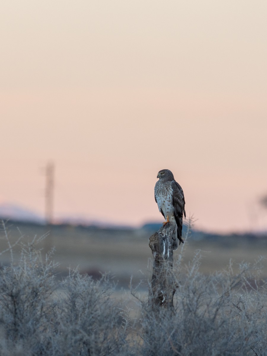 Американский лунь - ML646819631