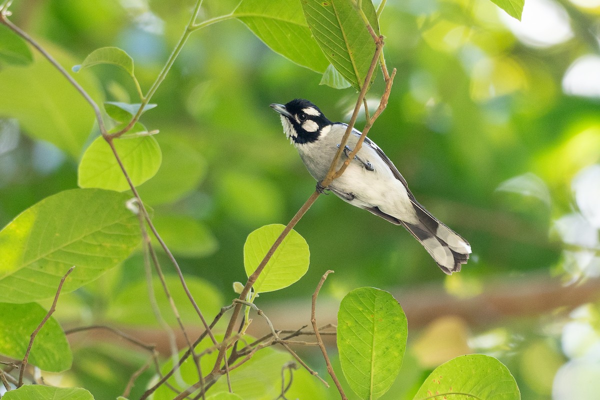 White-eared Monarch - ML646819634