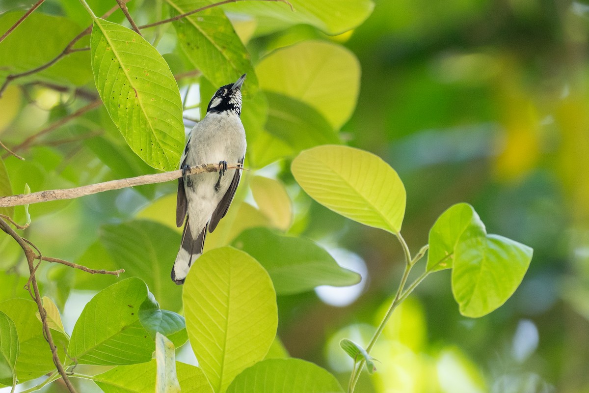 White-eared Monarch - ML646819635