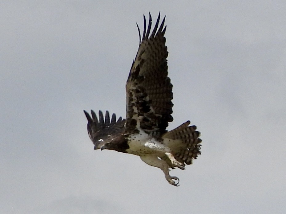 Воинственный орёл - ML646819636