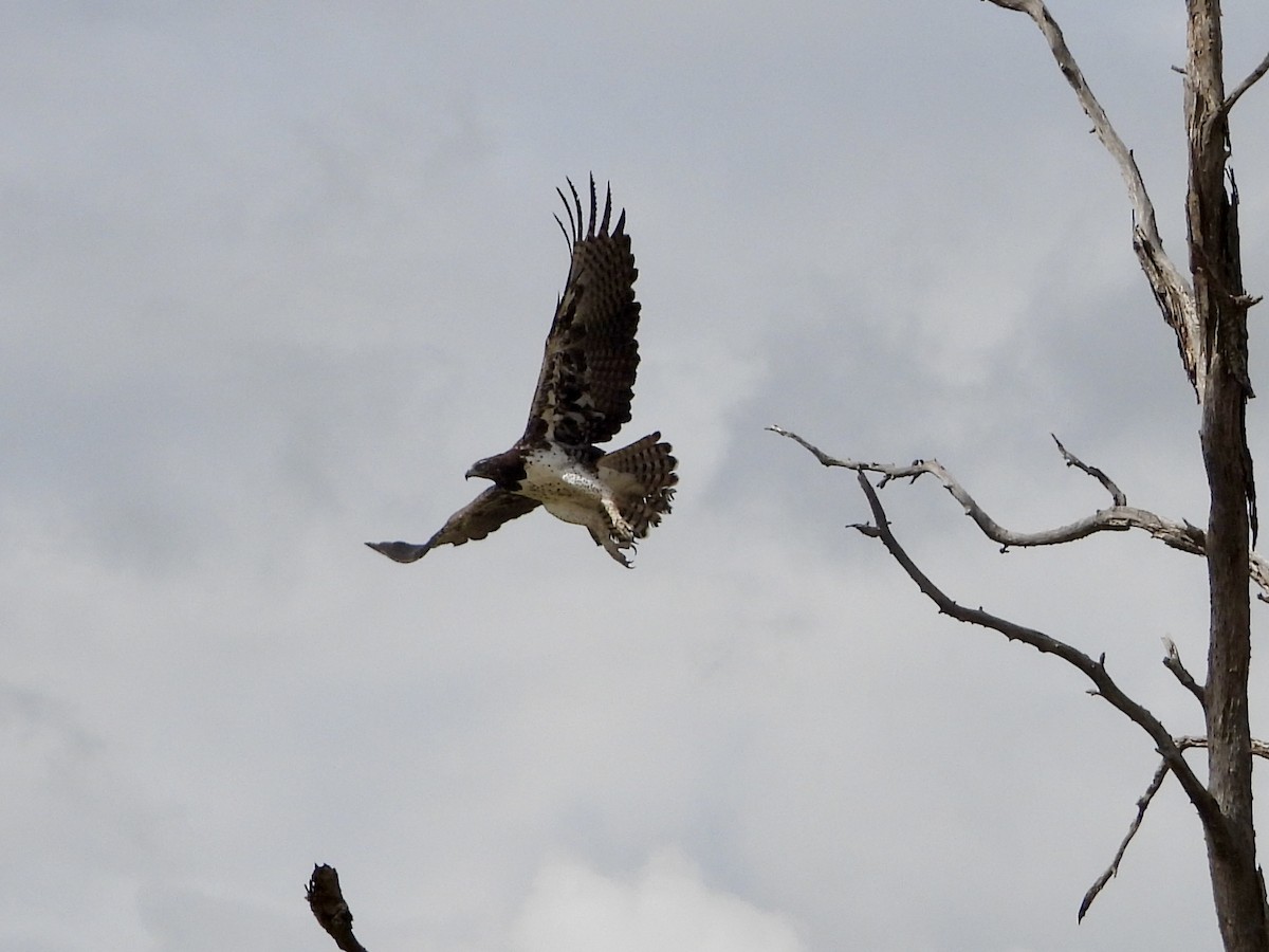 Воинственный орёл - ML646819637