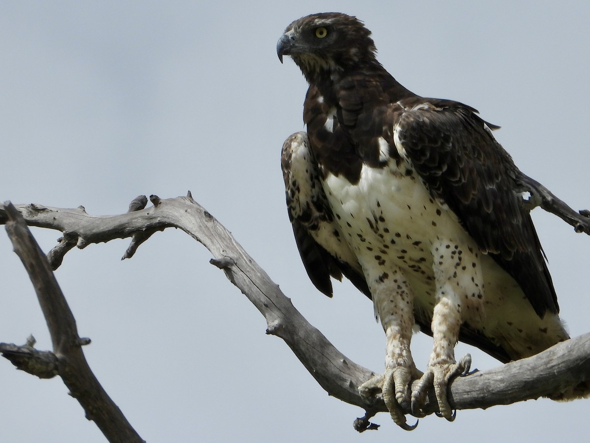 Воинственный орёл - ML646819638