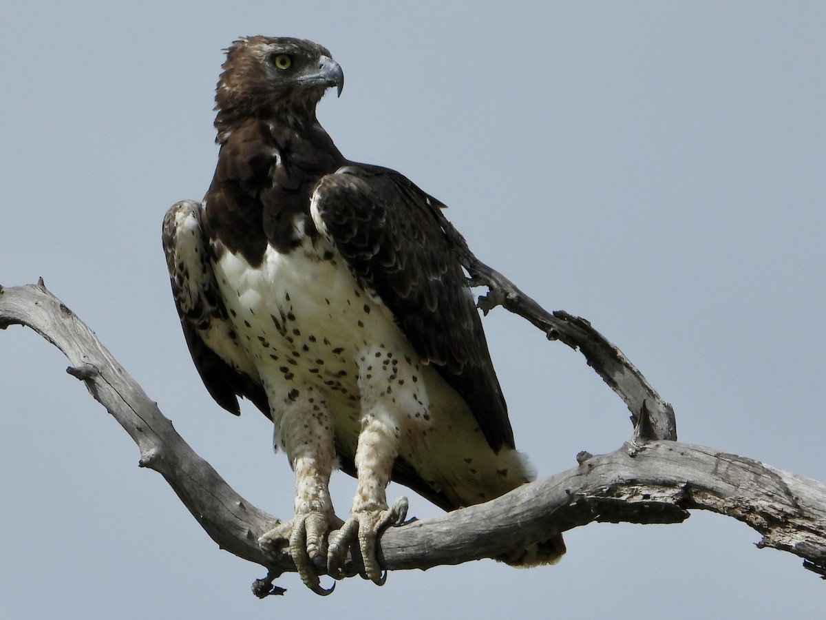 Воинственный орёл - ML646819639