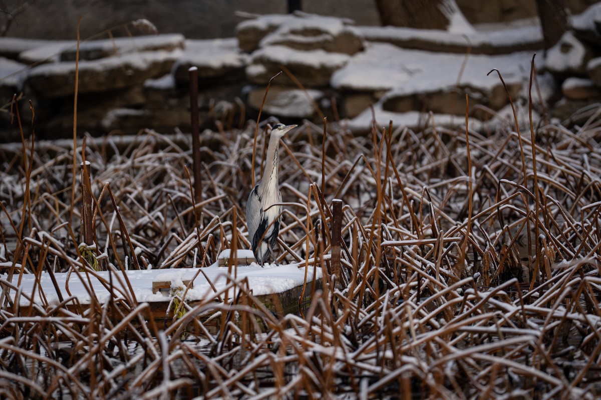 Серая цапля (cinerea/jouyi) - ML646819640