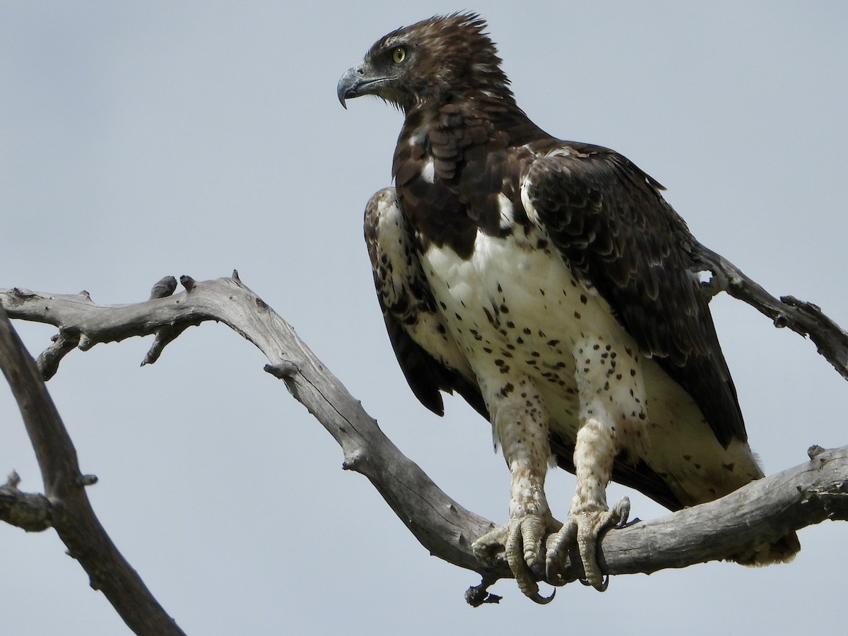 Воинственный орёл - ML646819641