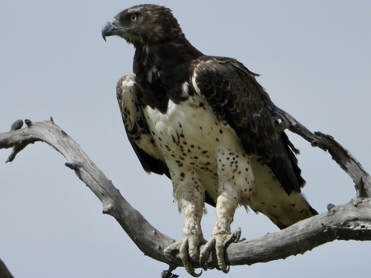 Воинственный орёл - ML646819642