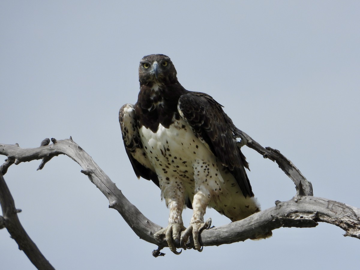 Воинственный орёл - ML646819643