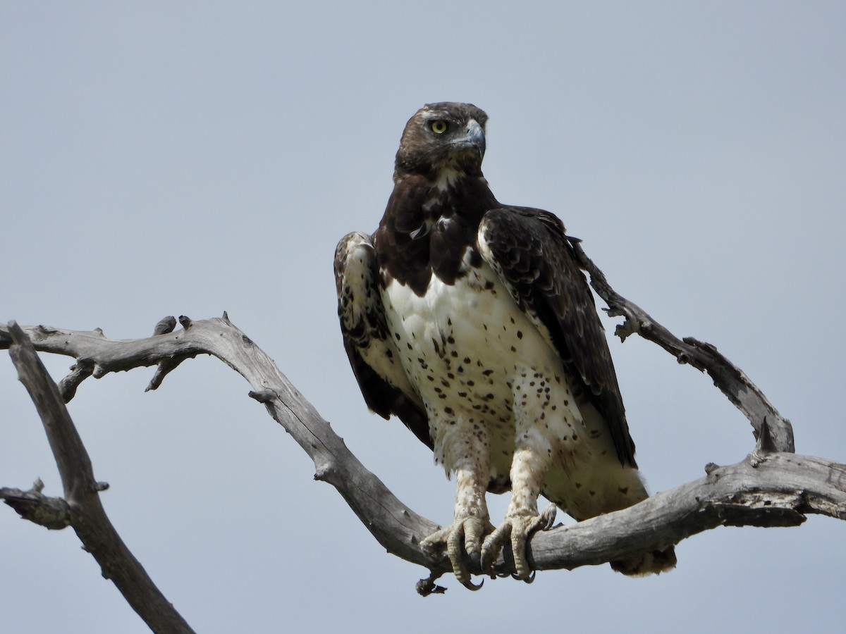 Воинственный орёл - ML646819645