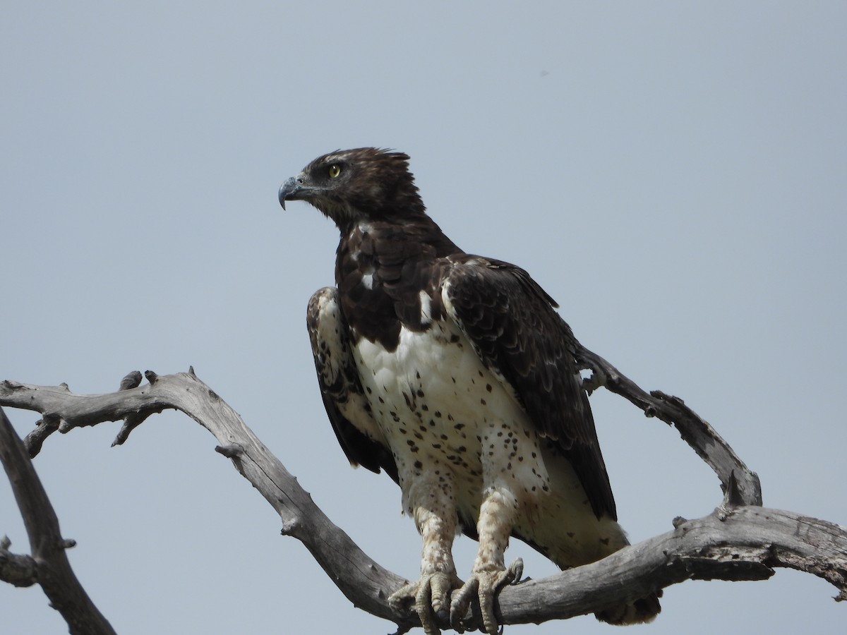 Воинственный орёл - ML646819647