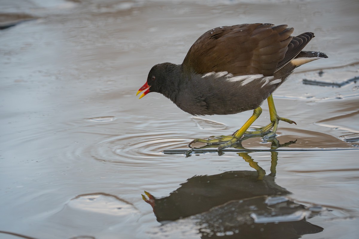 Камышница - ML646819650