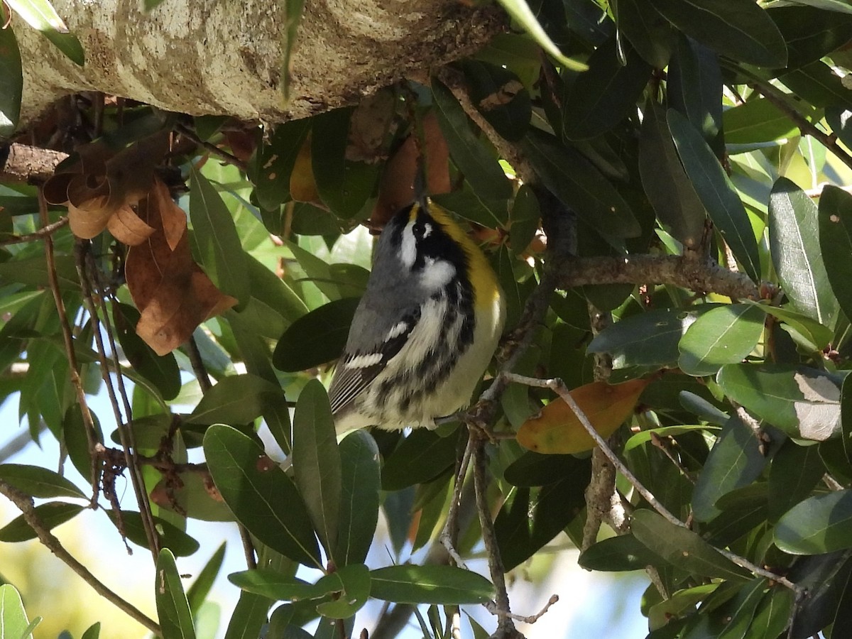 Желтогорлая древесница - ML646819652