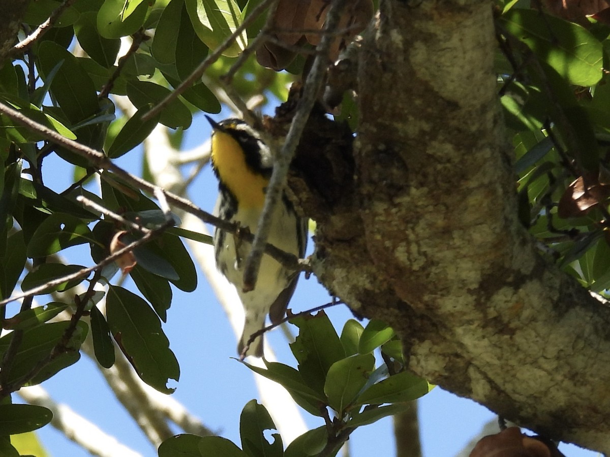 Желтогорлая древесница - ML646819653