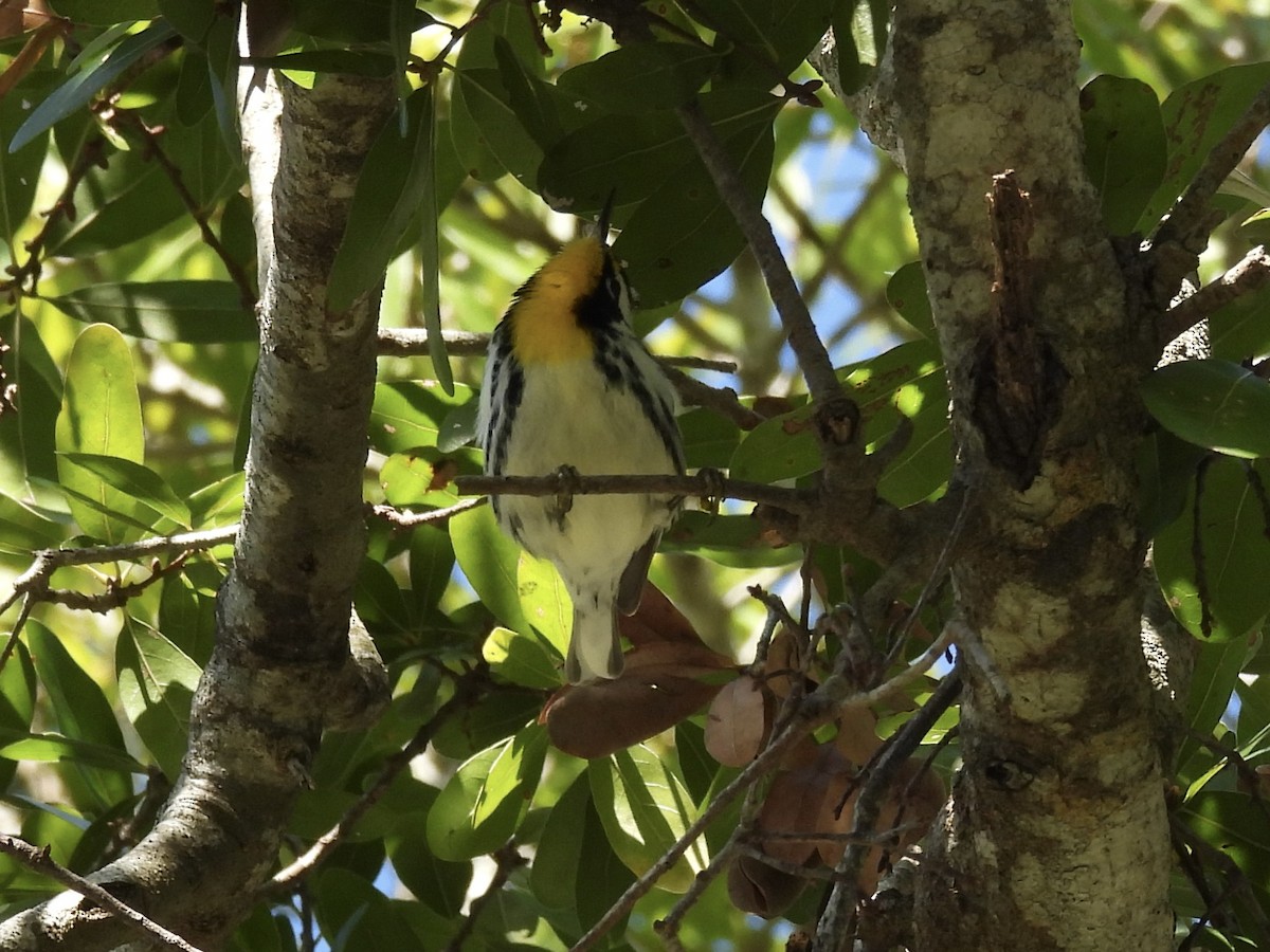 Желтогорлая древесница - ML646819655