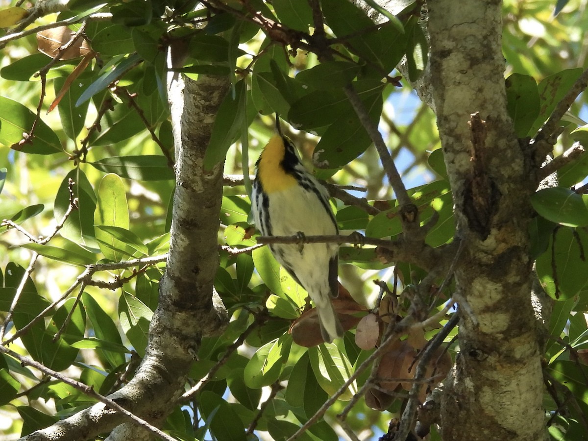 Желтогорлая древесница - ML646819656