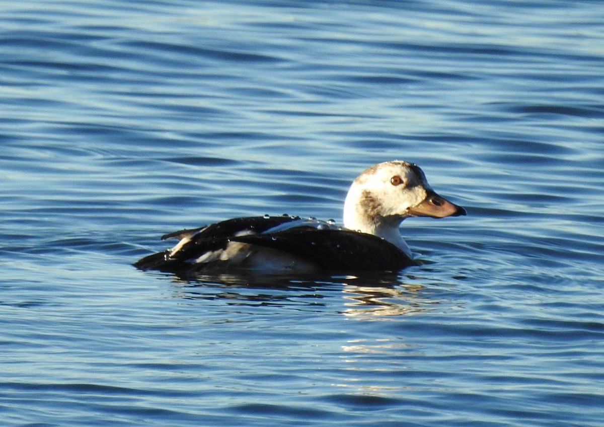 Long-tailed Duck - ML646819663