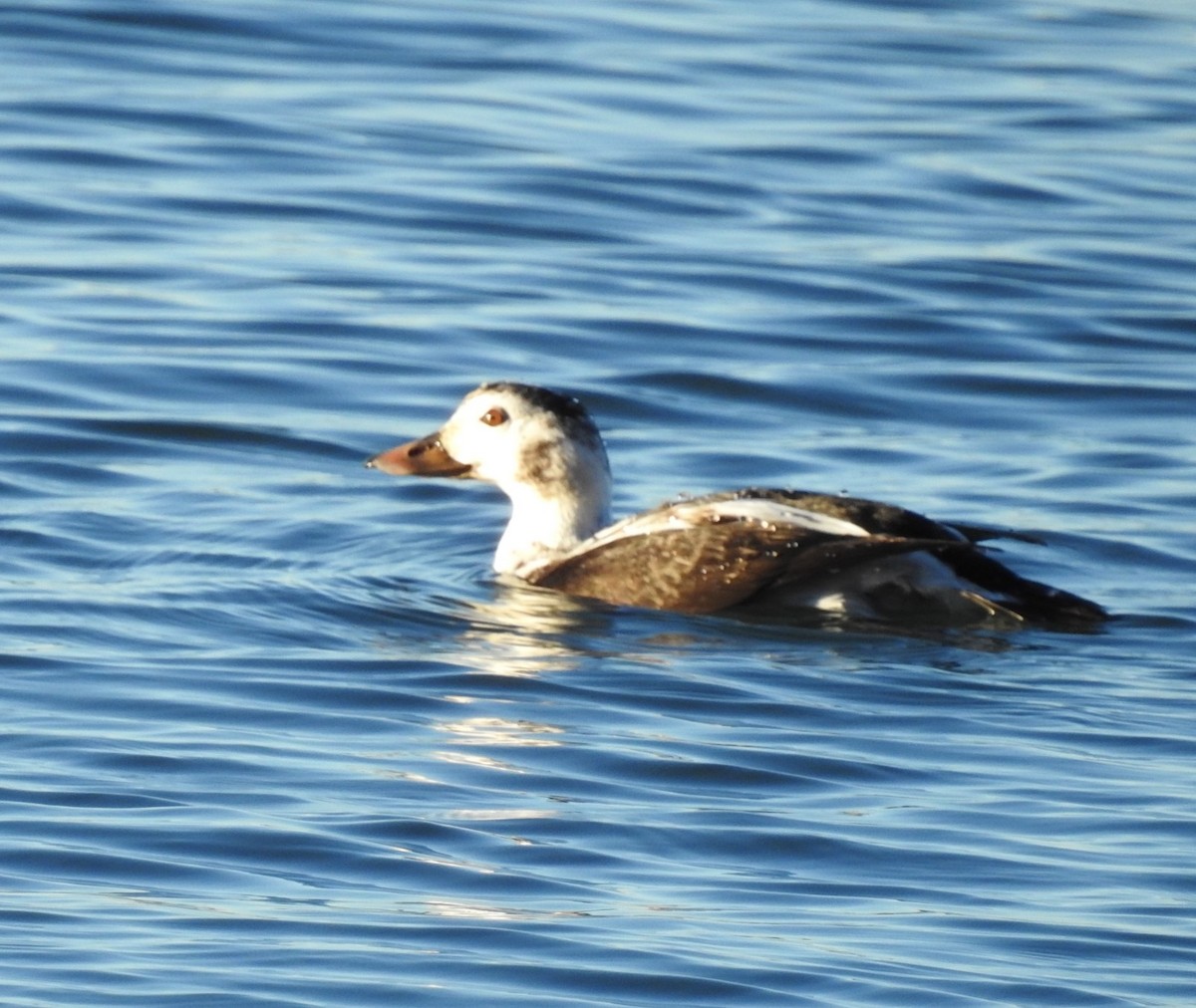 Long-tailed Duck - ML646819664