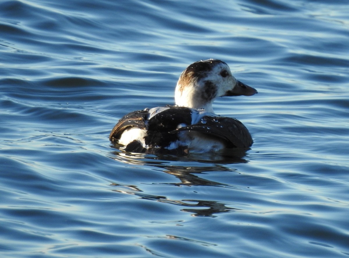 Long-tailed Duck - ML646819665
