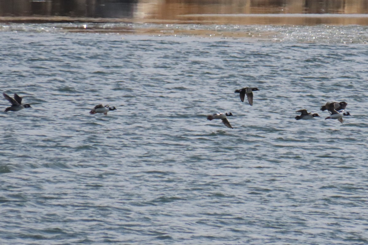 Гоголь-головастик - ML646819666