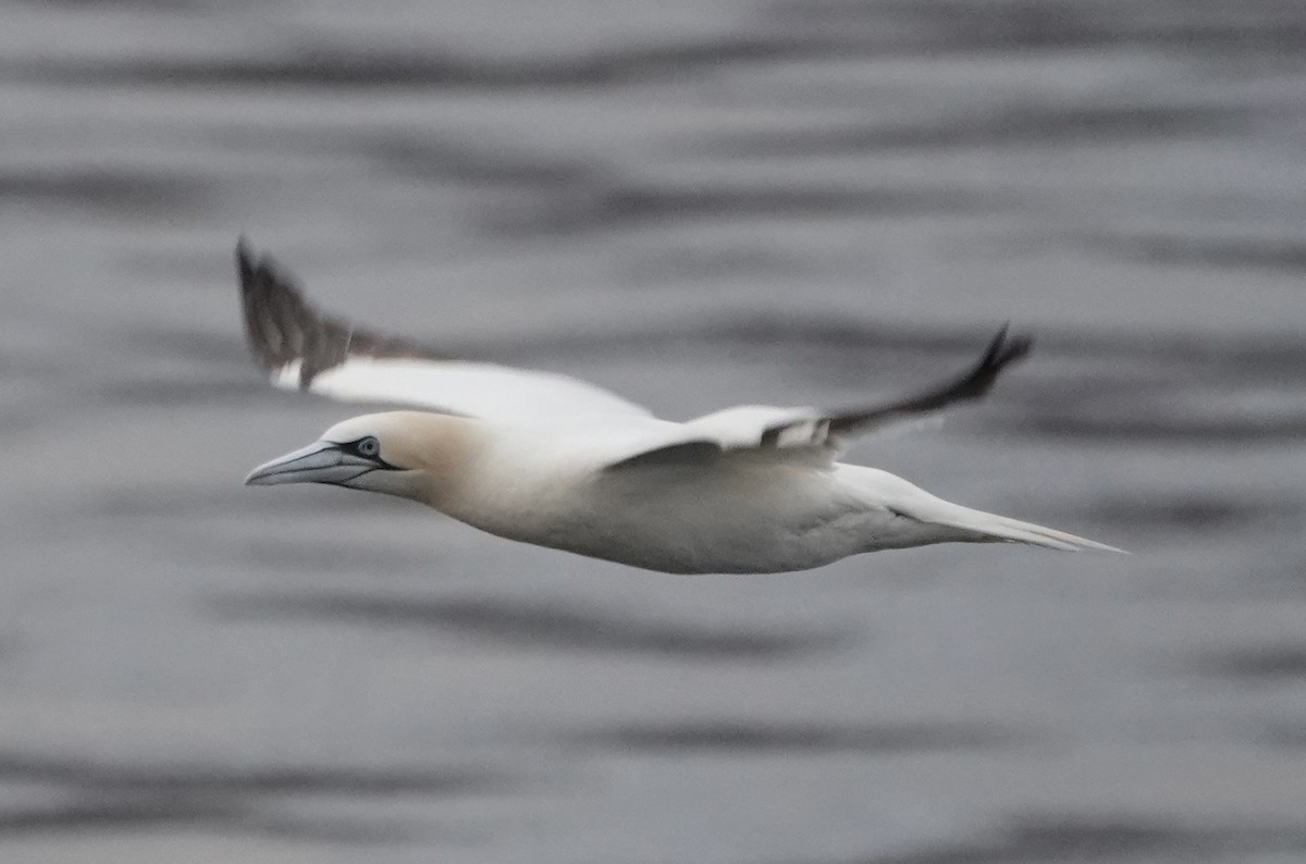 Северная олуша - ML646819667