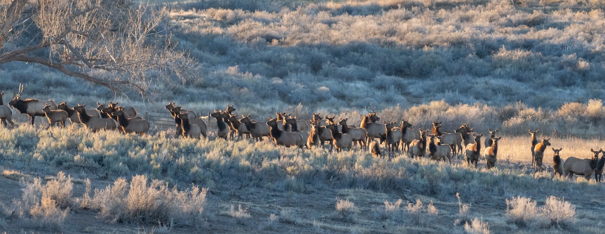 Wapiti - ML646819668