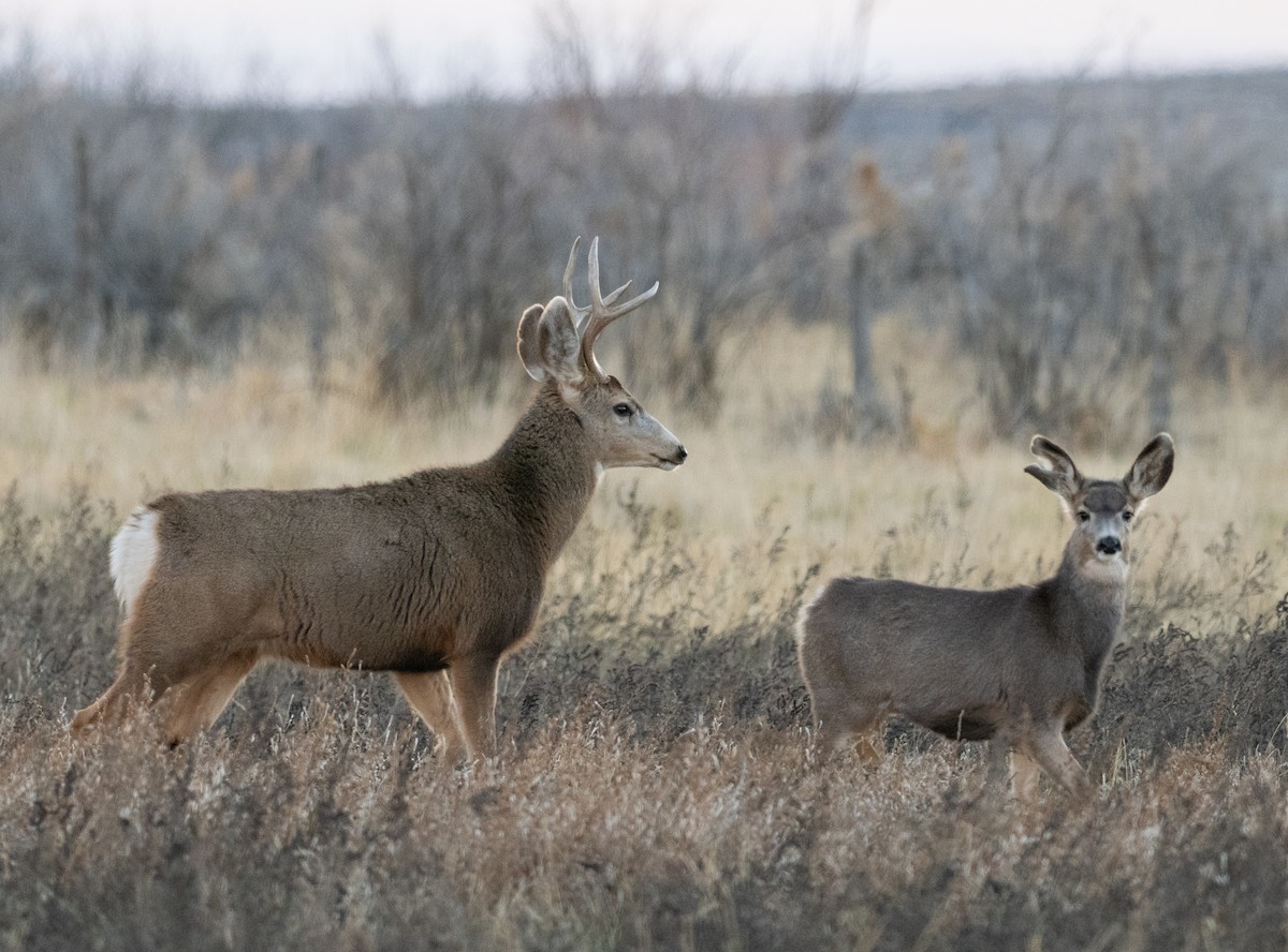 Mule Deer - ML646819669