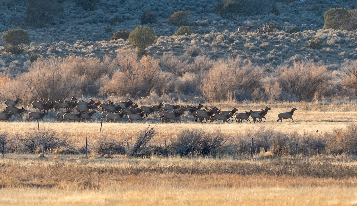 Wapiti - ML646819670