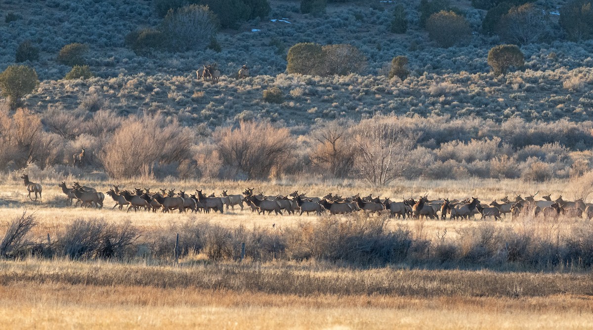 Wapiti - ML646819671