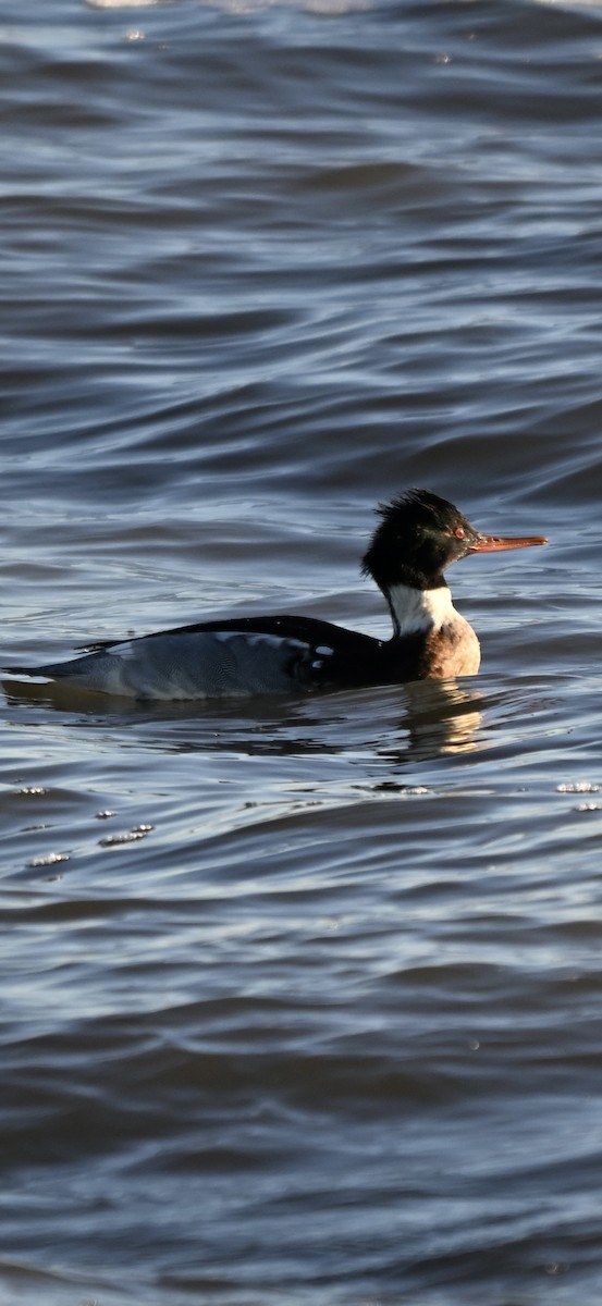 Длинноносый крохаль - ML646819672