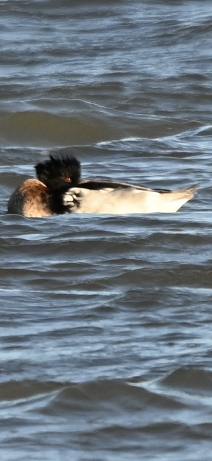 Длинноносый крохаль - ML646819673