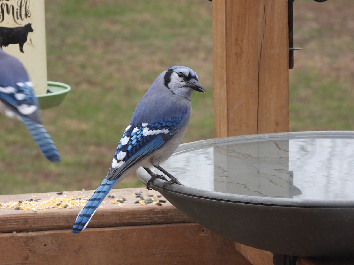 Blue Jay - ML646819678