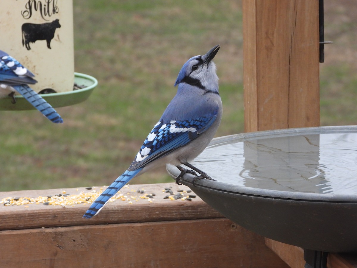Blue Jay - ML646819679