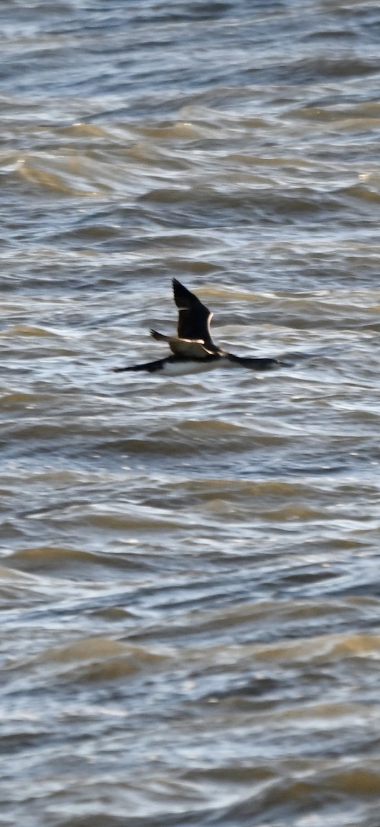 Улаан гүеэт гахууна - ML646819680