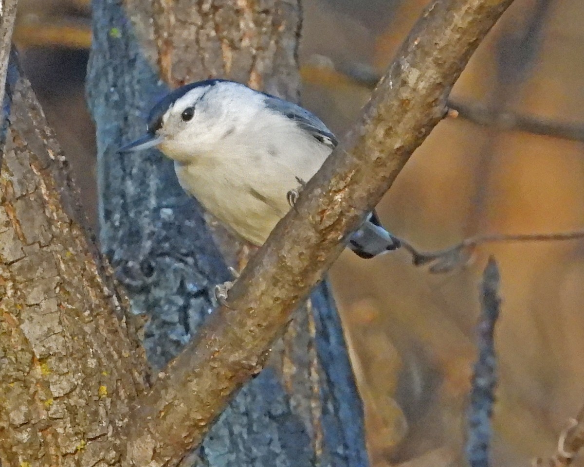 White-breasted Nuthatch - ML646819683