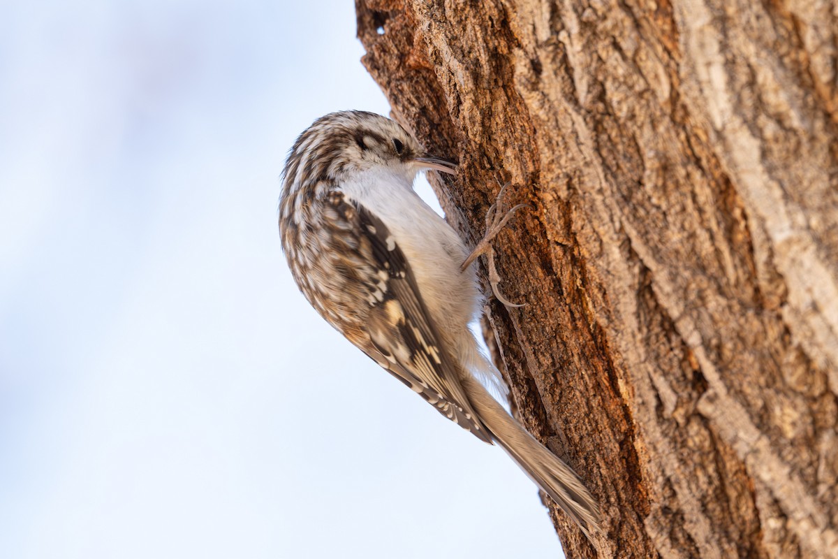 Gerri-txori amerikarra - ML646819684