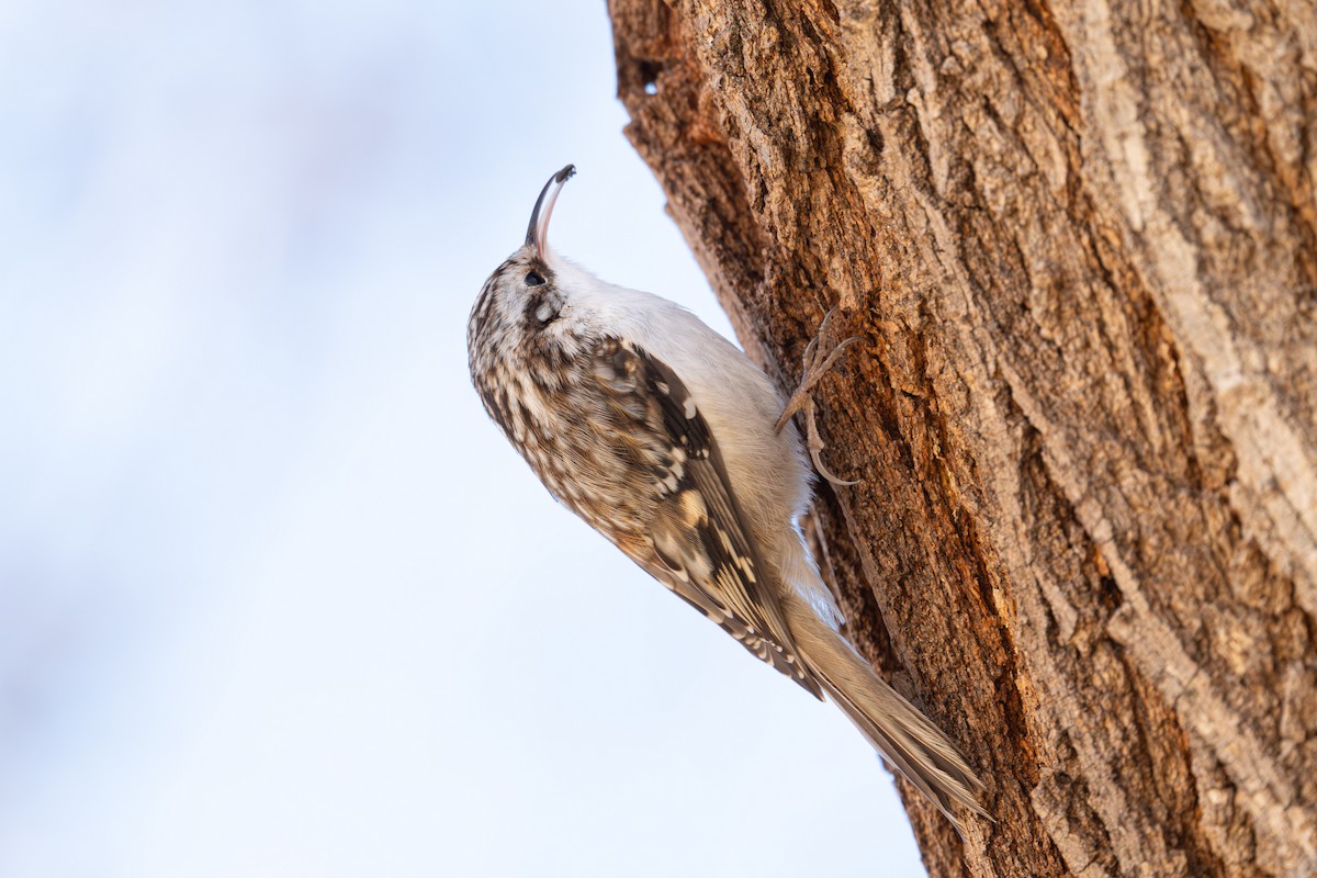 Gerri-txori amerikarra - ML646819687