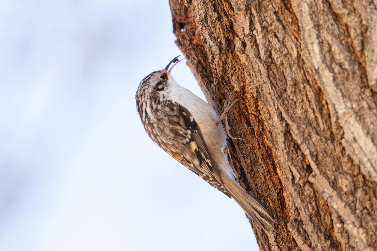 Gerri-txori amerikarra - ML646819688