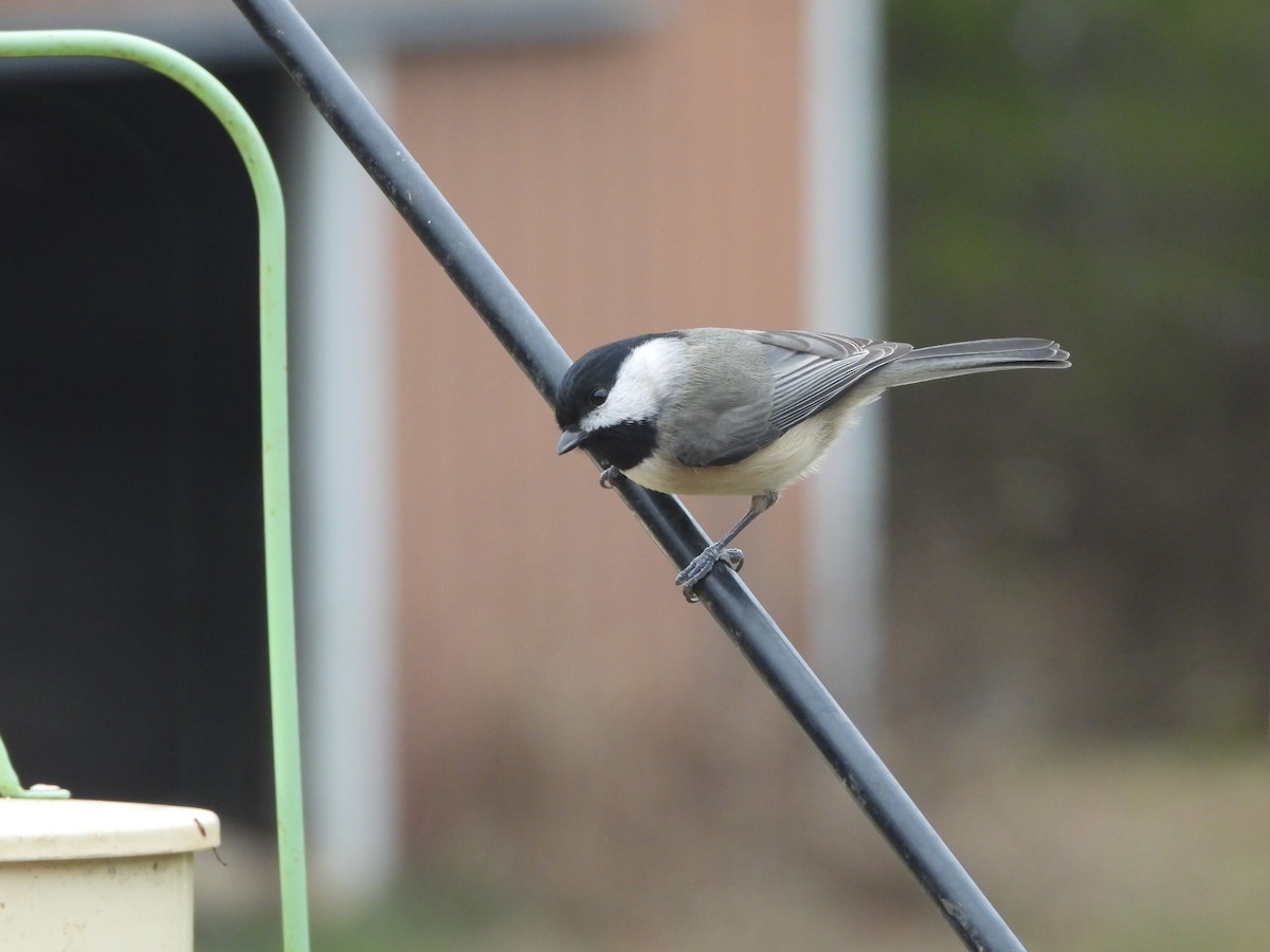 Каролинская гаичка - ML646819689